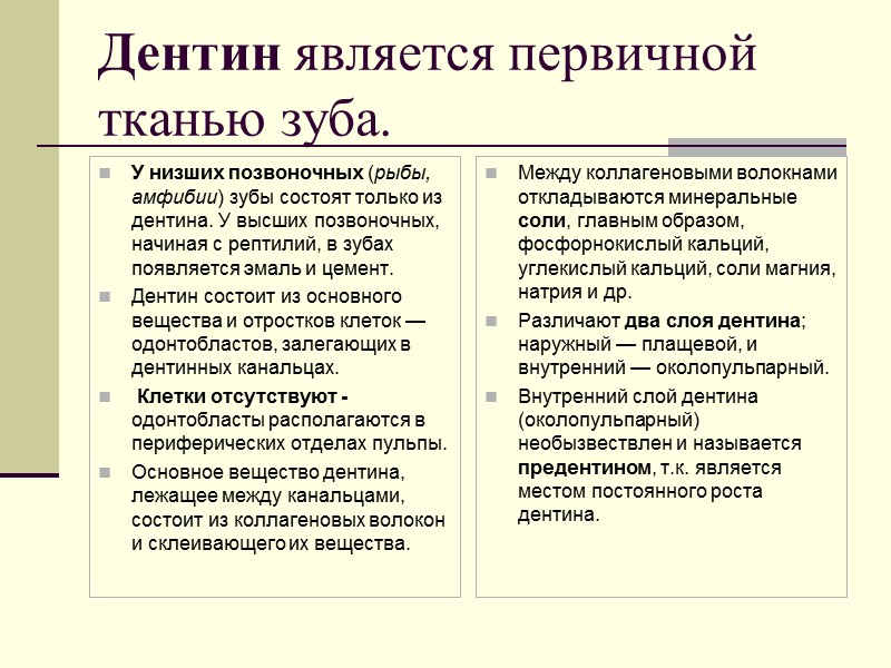 Дентин является первичной тканью зуба.  У низших позвоночных (рыбы, амфибии) зубы состоят только